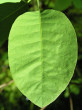 Cotinus coggygria (European smoketree) - upper side