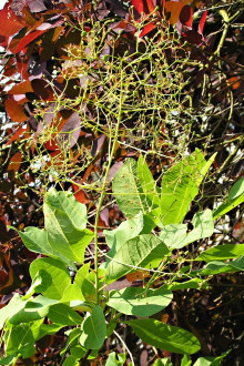 Cotinus coggygria (European smoketree)