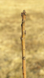 Cotinus coggygria (European smoketree)