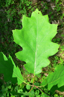 Quercus rubra (Red oak) - upper side
