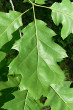 Quercus rubra (Red oak) - underside (hairs in the axils of the veins)
