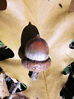 Quercus rubra (Red oak)