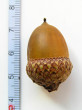 Quercus rubra (Red oak)