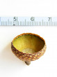 Quercus rubra (Red oak) - acorn