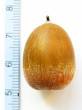 Quercus rubra (Red oak) - acorn