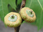 Quercus rubra (Red oak) - fruits (nuts) in the first year