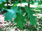 Quercus rubra (Red oak) - twig with leaves