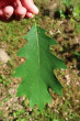 Quercus rubra (Red oak) - upper side
