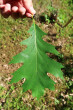 Quercus rubra (Red oak) - (+/- pinnately serrated)