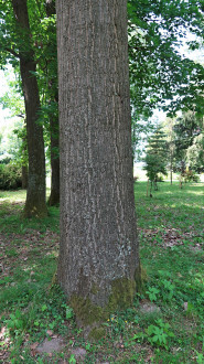 Quercus rubra (Red oak) - bork