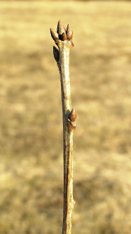 Quercus rubra (Red oak)
