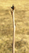 Quercus rubra (Red oak)