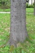 Quercus rubra (Red oak) - bork