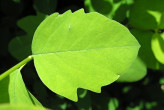 Symphoricarpos albus - on young shoots the leaves are pinnately lobed