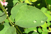 Symphoricarpos albus - top side