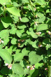 Symphoricarpos albus
