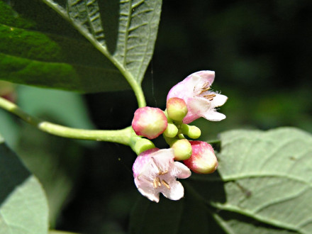 Symphoricarpos albus