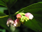 Symphoricarpos albus