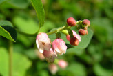 Symphoricarpos albus