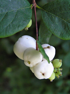 Symphoricarpos albus