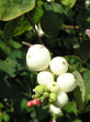 Symphoricarpos albus