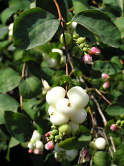 Symphoricarpos albus - a decorative woody plant with a long flowering period, when both flowers and fruits appear on the bushes at the same time