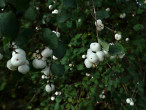Symphoricarpos albus - ornamental with fruits