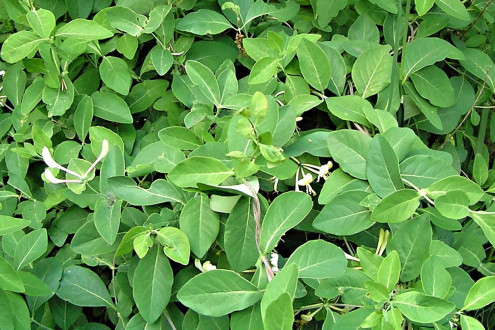 Lonicera caprifolium (Goat-leaf honeysuckle) - leaves on the lower part of the shoot