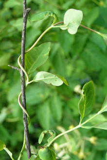 Lonicera caprifolium (Goat-leaf honeysuckle) - as a climbing shrub