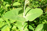 Lonicera caprifolium (Goat-leaf honeysuckle) - leaves on the upper part of the shoot