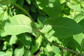 Lonicera caprifolium (Goat-leaf honeysuckle) - pairs of leaves fused at the base