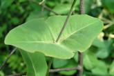 Lonicera caprifolium (Goat-leaf honeysuckle) - two pairs fuse into a single broadly elliptical to roundish leaf, with the stem growing through its center