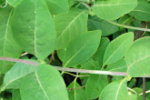 Lonicera caprifolium (Goat-leaf honeysuckle) - leaves on the lower part of the shoot