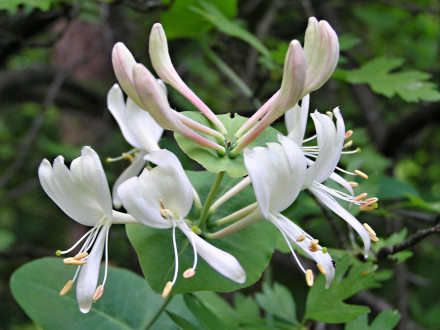 Lonicera caprifolium (Goat-leaf honeysuckle)