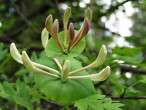 Lonicera caprifolium (Goat-leaf honeysuckle) - flowers grow in whorls of six  