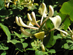 Lonicera caprifolium (Goat-leaf honeysuckle)