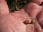 Pinus ponderosa - the seed