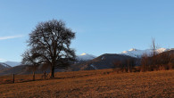 Pyrus pyraster (European wild pear) - under Mala Fatra, Slovakia (1/2022)