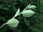 Cotoneaster integerrimus (Common cotoneaster) - twig with leaves (underside)