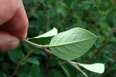 Cotoneaster integerrimus (Common cotoneaster) - underside