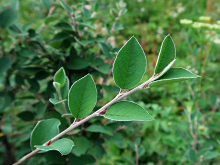Cotoneaster integerrimus (Common cotoneaster)