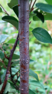 Cotoneaster integerrimus (Common cotoneaster) - bark