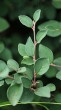 Cotoneaster integerrimus (Common cotoneaster)