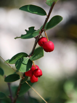 Cotoneaster integerrimus (Common cotoneaster)