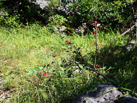 Cotoneaster integerrimus (Common cotoneaster) - Prosiecka Valley, Choč Mounta, Slovakia
