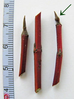 Swida alba (Siberian dogwood) - flower bud