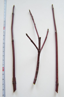 Swida alba (Siberian dogwood)