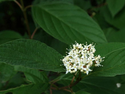 Swida alba (Siberian dogwood)