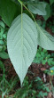 Swida alba (Siberian dogwood) - underside