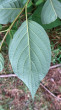 Swida alba (Siberian dogwood) - underside